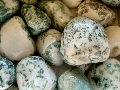 Tree Agate Tumbled