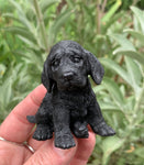 Shungite Puppy